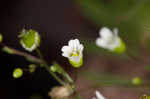 Appalachian stitchwort